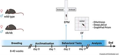 Leptin deficiency-caused behavioral change – A comparative analysis using EthoVision and DeepLabCut